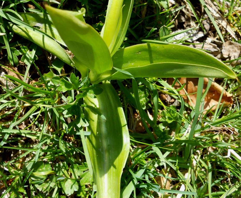 da identificare: Orchis pallens